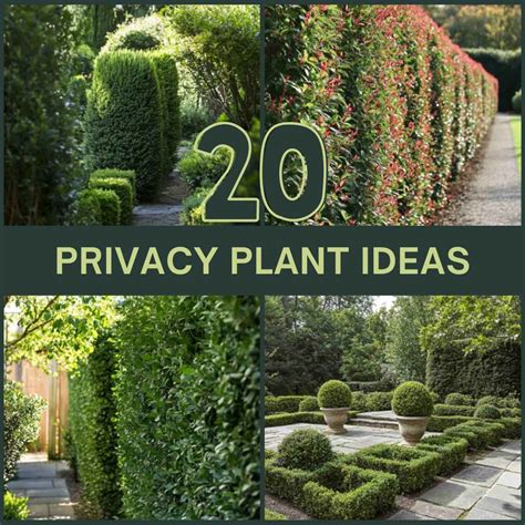 20 Privacy Plant Ideas to Block Neighbors and Boost Your Curb Appeal