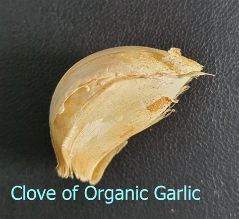 What is a Clove of Garlic, Is Garlic a Vegetable? - Gardenfrontier