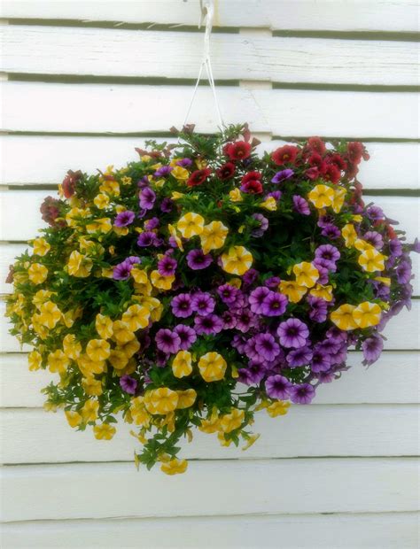 What To Plant With Calibrachoa In Hanging Basket at Delia Garibay blog