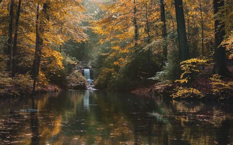 Download wallpaper 1920x1200 river, forest, trees, landscape, autumn ...