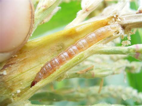 Live insects Galleria mellonella(Greater wax moth) larvae - Biological ...