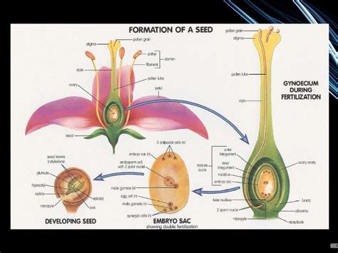 Seed Development 的图像结果