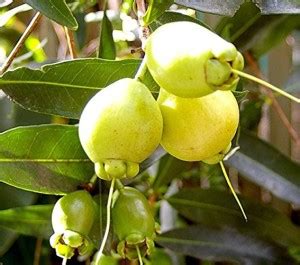 Trothic Gardens Live Rose Apple Gulab Jamun Syzygium Jambos Fruit Plant ...