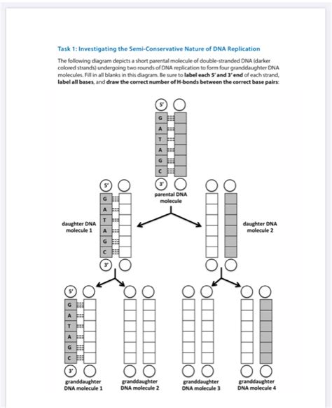 Semi Conservative Replication DNA Process 的图像结果