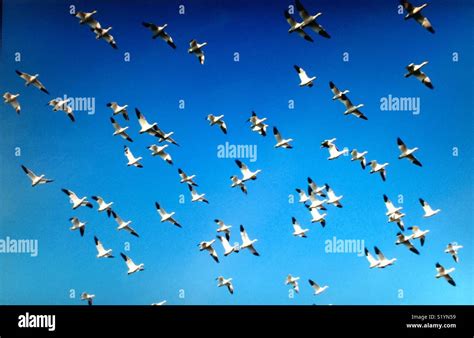 Image result for Northern Migration of Python's