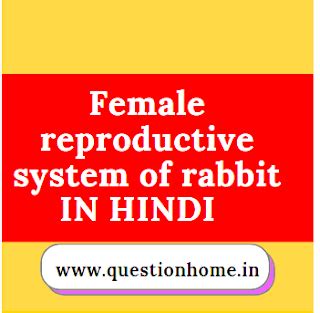 Female reproductive system of rabbit IN HINDI