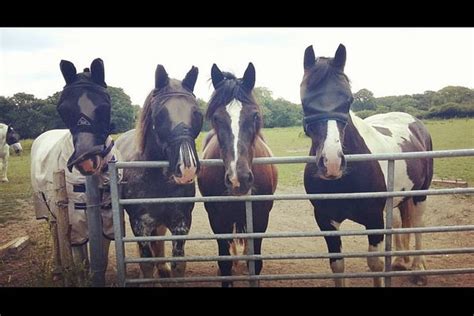 BAGNUM EQUESTRIAN CENTRE LTD (2026) All You Need to Know BEFORE You Go ...