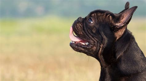 Best Veterinary Hospital in Dade City, FL | Dade City AC