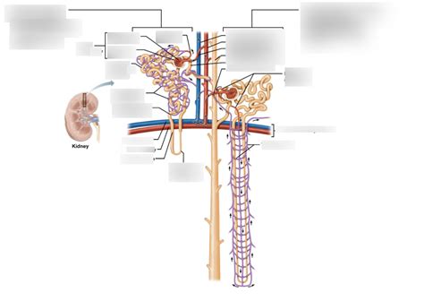 Image result for Nephron Model Project Images