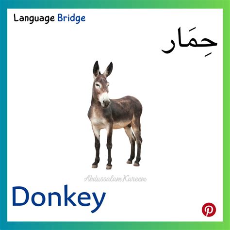 Learn Arabic with a Donkey | حِمَار