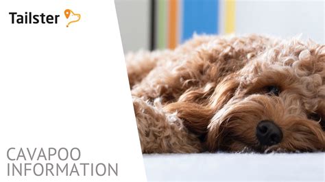 Image result for Cavapoo 101