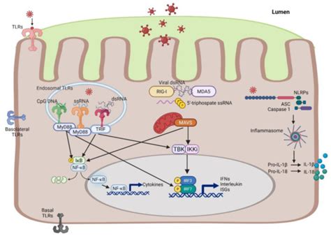 IJMS | Special Issue : Host-Microbe Interactions in Ulcerative Colitis