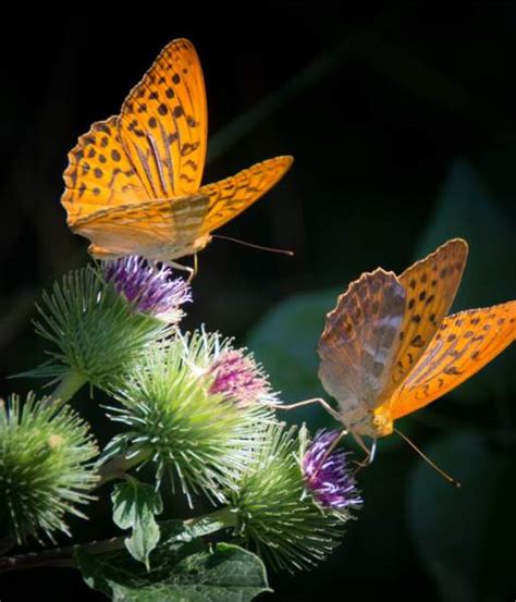 Pugh Funeral Home | Asheboro, NC