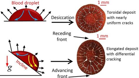 Cracks in blood stains could tell us how they got there, according to a ...