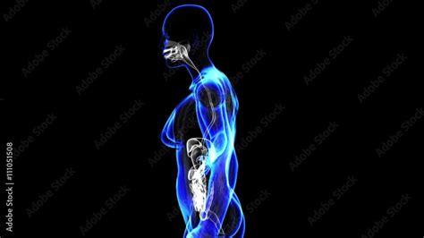 Digestive System Woman 的图像结果