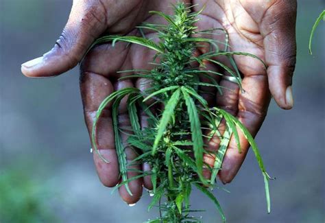 Asia's Best Marijuana Is Grown In India And Its In Kerala. Here's The ...