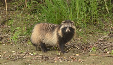 Raccoon dog ( Nyctereutes procyonoides ) - Wild travel in Danube Delta