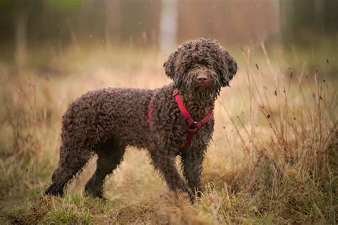 21 Best Hypoallergenic Dogs | Money