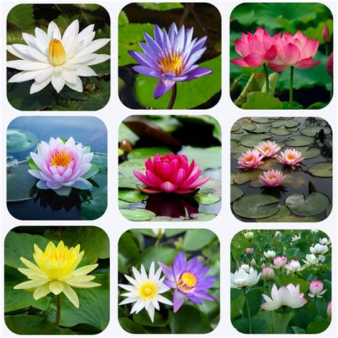 Lotus Flower Mixed Color Seeds online - OrganicBazar
