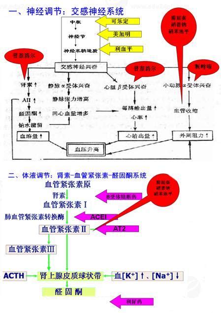 血管紧张素II受体拮抗剂（Losartan）品牌：百奥莱博北京-盖德化工网