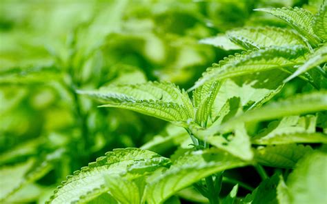 Nature Plant 的图像结果