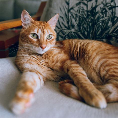 Who Are Ginger Cats? 5 Fun Facts About These Fabulous Felines