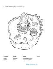Worksheets Human Cell Structure 的图像结果