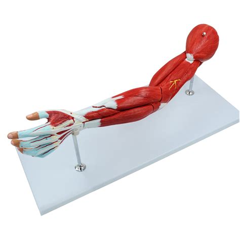 Buy K99 Human Arm Anatomical Muscle Model - Muscular Arm Anatomy Model ...