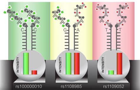 Microarray Machine 的图像结果