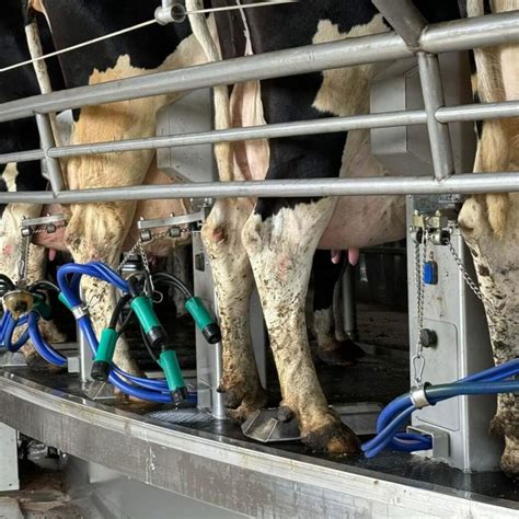 mission: milk contains pus | peta2