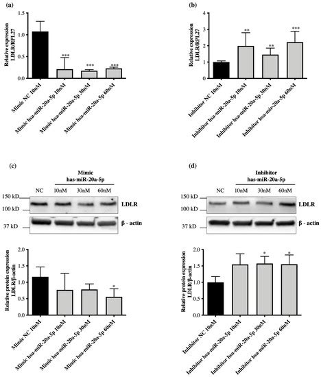 MicroRNA-20a-5p Downregulation by Atorvastatin: A Potential Mechanism ...