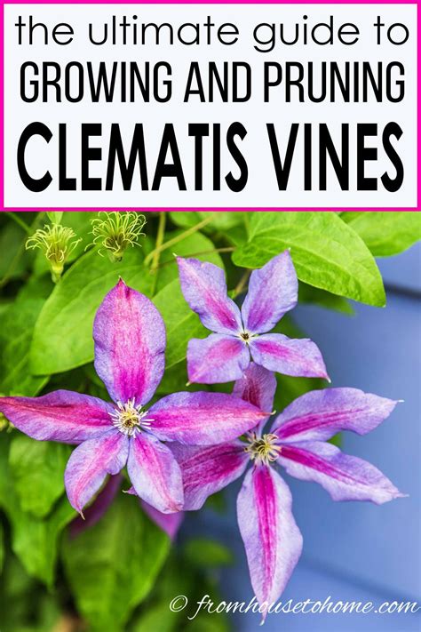 Clematis Vine Care: Planting, Growing and Pruning Tips
