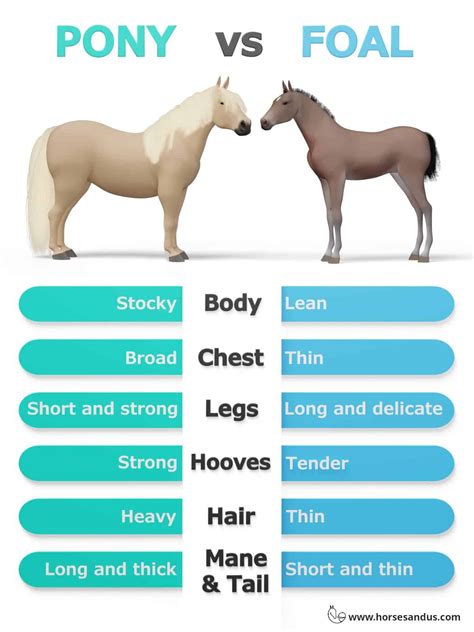 Miniature Horse Vs Dwarf Pony at Herman Cyrus blog