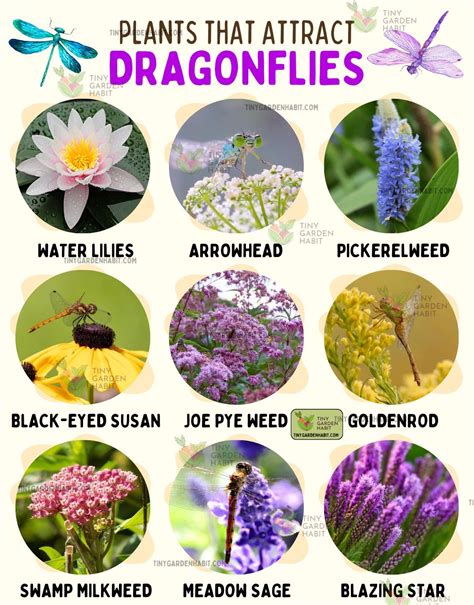 Tiny Garden Habit - Plants That Attract Dragonflies! 🦋🌿 Dragonflies are ...