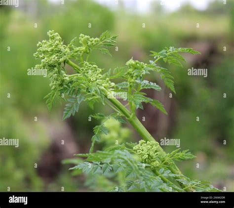 Flower Buds Forming on a Wild Poison Hemlock Plant Stock Photo - Alamy