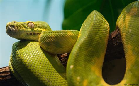 Pythonidae Python 的图像结果