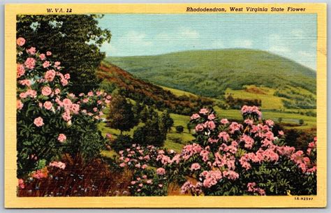 Vtg West Virginia WV State Flower Rhododendron Big Laurel 1930s View ...