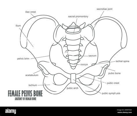 Female Pelvis Bone Anatomy, Vector Illustration Stock Vector Image ...