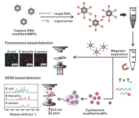 Harnessing the Intriguing Properties of Magnetic Nanoparticles to ...
