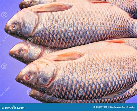 Image of Rohu or Labeo Rohita or Ruee or Rui or Tapra Belonging To Carp ...