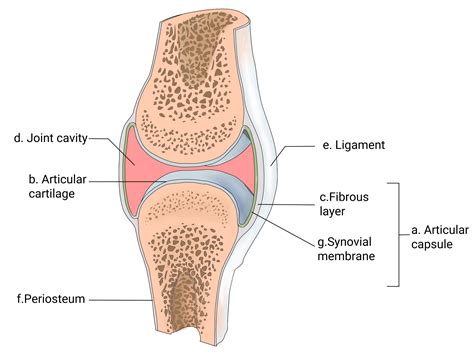 Label the diagram of a typical synovial joint using the terms provided ...