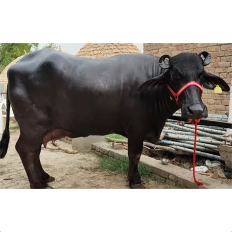 Murrah Buffalo/Samora Cow Dairy Farm