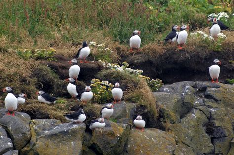 Atlantic Puffins | GJ Travel