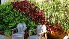 schnellwachsende pflanze als sichtschutz plants on walls vertical garden systems florafelt garden schnellwachsende pflanze als sichtschutz plants on walls vertical garden systems florafelt garden
