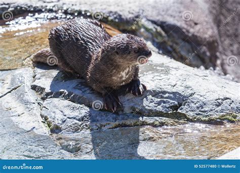 Spotted-necked Otter, Phoenix Zoo, Phoenix, Arizona United States ...