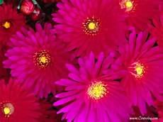 sfondi fiore sfondi fiori centro isa sfondi fiore sfondi fiori centro isa