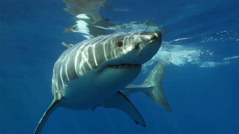 Fishers Catch Massive Great White Shark Off South Carolina Coast Weighing Nearly 3,000 Pounds ...