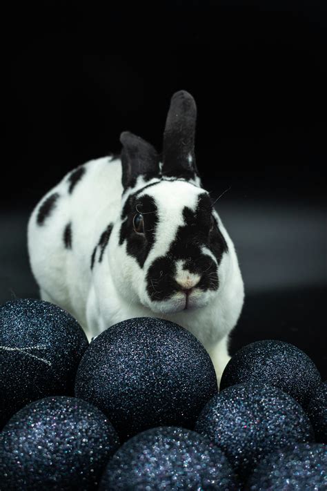 Black And White Rabbits Photos, Download The BEST Free Black And White ...