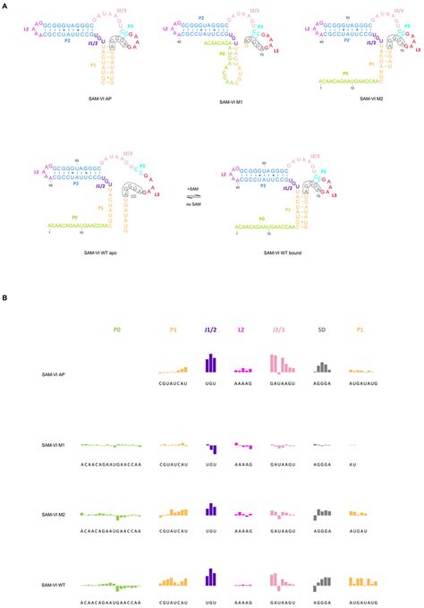 Bifidobacterium bifidum SAM-VI Riboswitch Conformation Change Requires ...