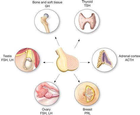 Mad Pre-Med Mnemonics : Hormones of the Anterior Pituitary Gland